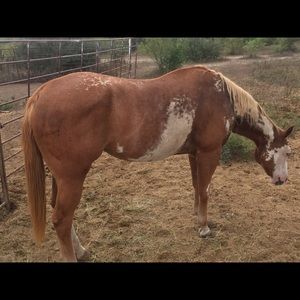 Meet your Posher, Leah